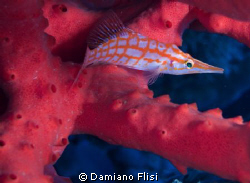 Long Nose Hookfish 
Eel Garden Dahab
Flisi Damiano by Damiano Flisi 